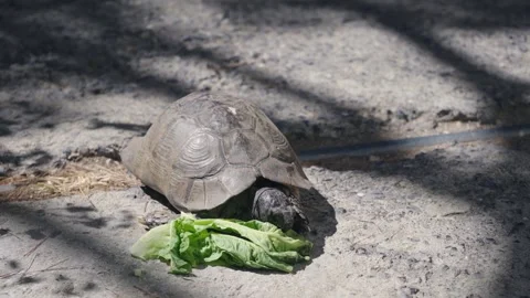 Turtle eats lettuce leafs, slow moton Stock Footage 240992649