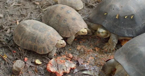 Turtle eats ripe papaya.Baby turtle and mother turtle live together. Stock Footage 280199599