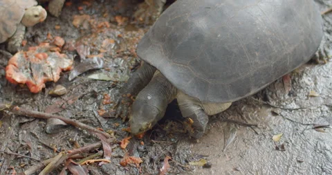 Turtle eats ripe papaya.Black turtle. Stock Footage 284756115