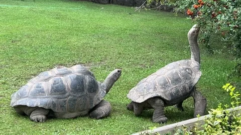 Turtle eats rowan from a tree. Giant tortoise. 4K Stock Footage 205177895