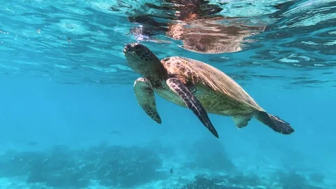 A turtle eats small jellyfish at the surface of the ocean in turquoise blue wate Stock Footage 115948426