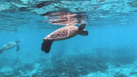 A turtle eats small jellyfish at the surface of the ocean in turquoise blue wate 스톡 동영상 115949906