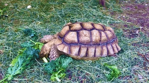 A turtle eats in the zoo Stock Footage 90888245