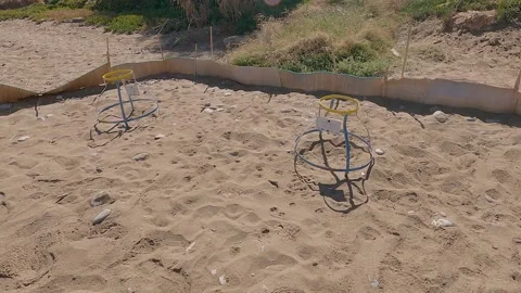 Turtle eggs hatch beach sand wildlife protection Stock Footage 320100169