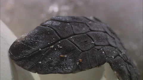 Turtle eggs hatch close up. Stock Footage 132398369