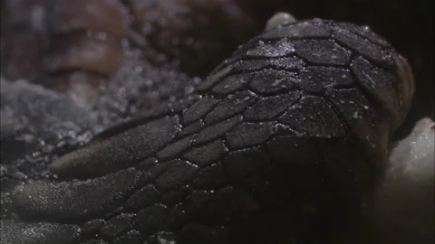 Turtle eggs hatch close up. Stock Footage 132399206