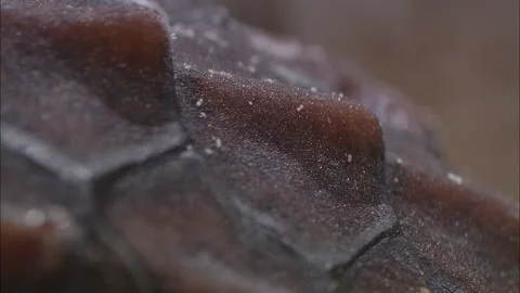 Turtle eggs hatch close up. Stock Footage 132401257