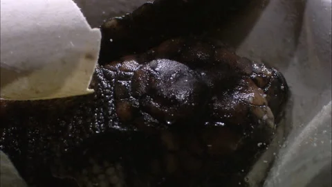 Turtle eggs hatch close up. Stock Footage 132401682