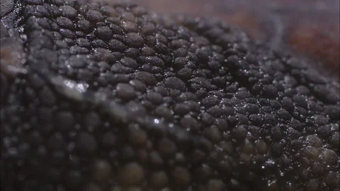 Turtle eggs hatch close up. Stock Footage 132402278