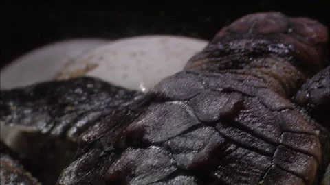 Turtle eggs hatch close up. Stock Footage 132405450