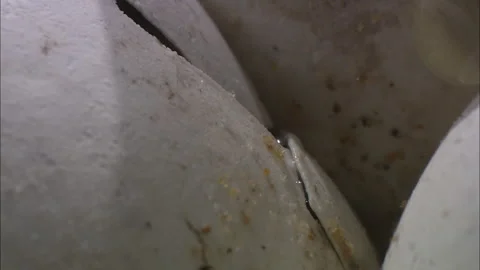 Turtle eggs hatch close up. Stock Footage 132409017