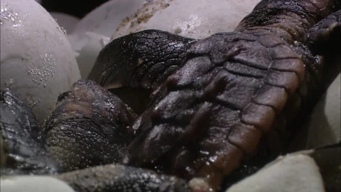 Turtle eggs hatch close up. Stock Footage 132410087