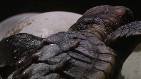 Turtle eggs hatch close up. Stock Footage 132410453