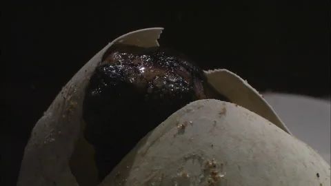 Turtle eggs hatch close up. Stock Footage 132413990