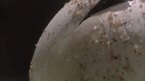 Turtle eggs hatch close up. Stock Footage 132416432