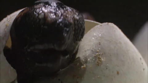 Turtle eggs hatch close up. Stock Footage 132416618