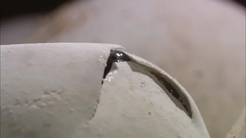 Turtle eggs hatch close up. Stock Footage 132417516