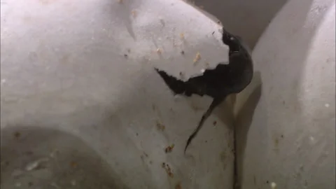 Turtle eggs hatch Stock Footage 132419435