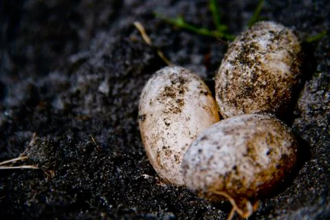Turtle Eggs Stock Photos