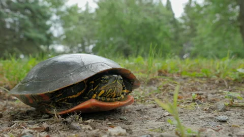 Turtle emerging from its shell walking out of frame Stock Footage 133985554
