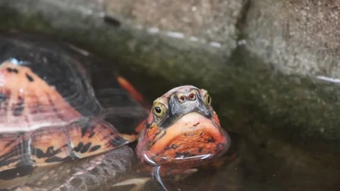 Turtle emerging from water with visible shell patterns and facial features Stock Footage 332892803