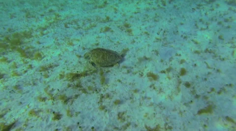 A turtle enjoying seagrass Stock Footage 42754791