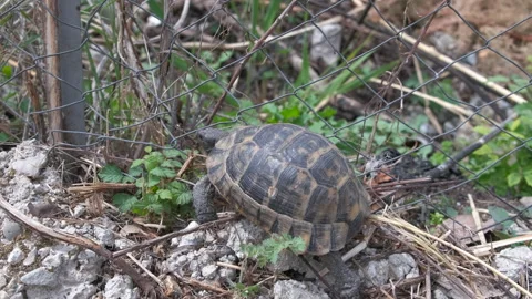 The turtle is entangled in the iron mesh. Stock Footage 231642446
