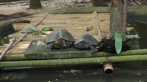 Turtle entering the pond Stock Footage 66421977