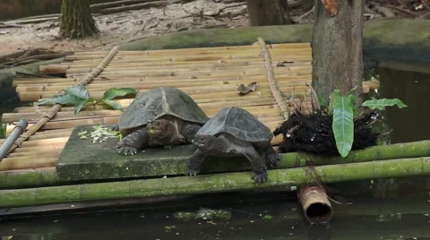 Turtle entering the pond Stock Footage 66422103