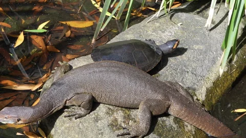 Turtle Escapes as Blue Tongue Lizard Walks into Pond Stock Footage 314938304