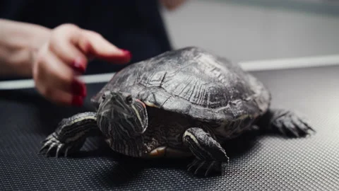 Turtle Examined at Veterinary Clinic Stock Footage 232582875