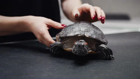 Turtle Examined at Veterinary Clinic Stock Footage 232582931