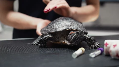 Turtle Examined at Veterinary Clinic Stock Footage 232582967