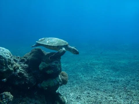 Turtle explores deep blue ocean seeming to leap Stockfoto's