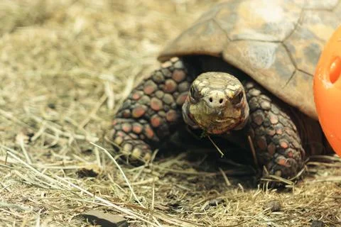 Turtle explores its habitat while sitting on dry grass with an orange objec.. Fotos Stock