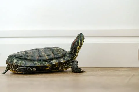 Turtle exploring a clean indoor space during a quiet afternoon Stock Photos
