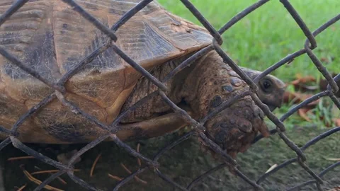 Turtle exploring near a garden metal fence. Stock Footage 338292060
