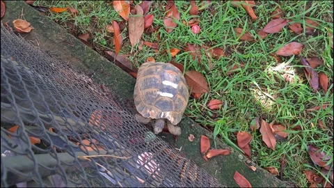 Turtle exploring near a garden metal fence. Stock Footage 338292068