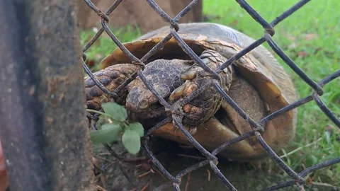 Turtle exploring near a garden metal fence. Stock Footage 338292071