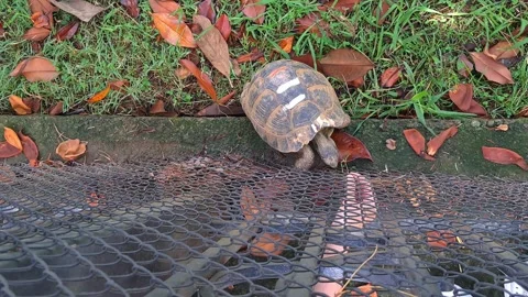 Turtle exploring near a garden metal fence. Stock Footage 338292072