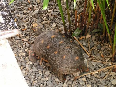 Turtle exploring a rocky area among plants in Venezuela during daylight hours Photos