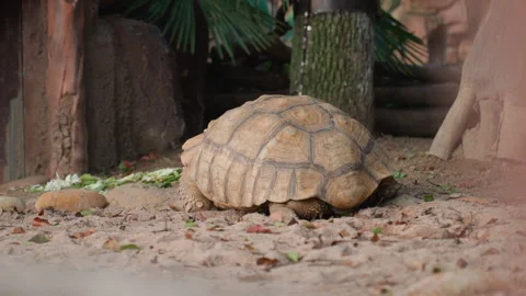 Turtle exploring surroundings. Serene turtle search among mossy roots. Calm Stock Footage 330159277