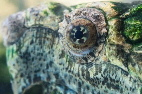 Turtle Eye A close up of an Alligator Snapping Turtle s eye Copyright: xZo... Stock Photos