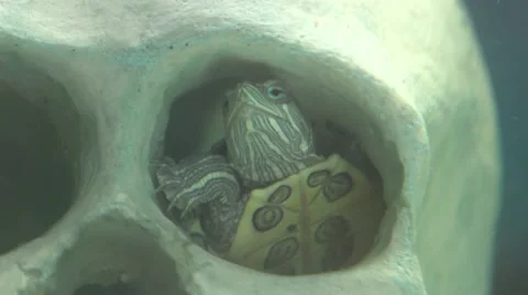 Turtle in the eye socket of the skull Stock Footage 48331249