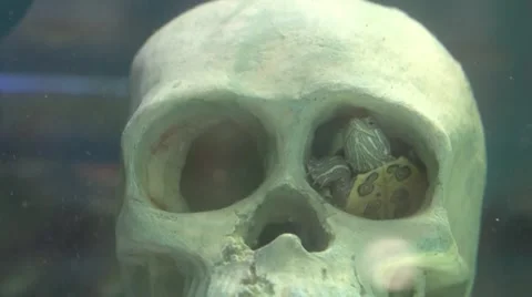 Turtle in the eye socket of the skull Stock Footage 48331541