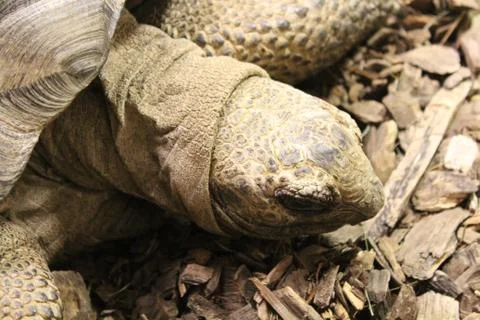 Turtle face and head close up Stock Photos
