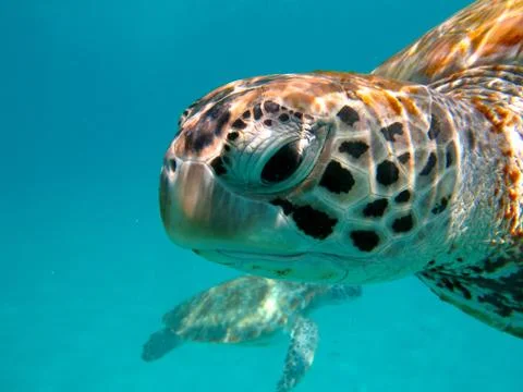 Turtle face - close up Stock Photos