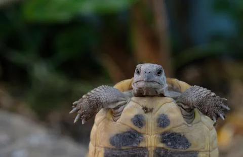Turtle face close-up portrait details over blurred background Stock Photos