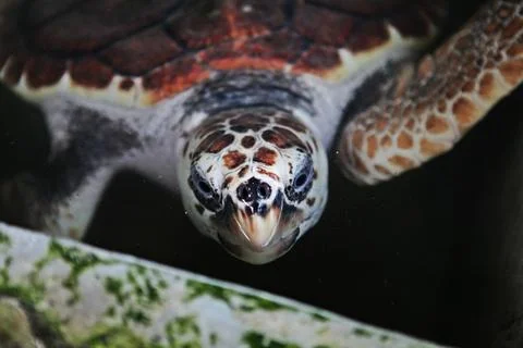 Turtle face closeup Stock Photos