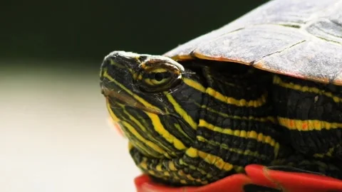 Turtle face closeup view Video stock 274415351